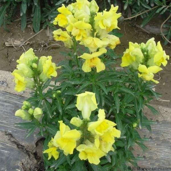 黄色金鱼草图片 黄色金鱼草图片