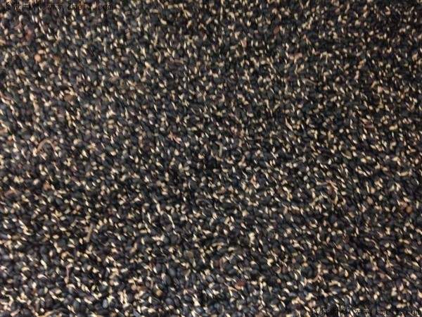 金合欢种子图片