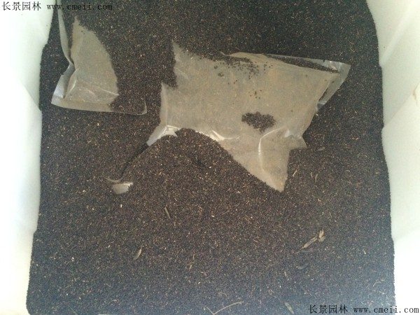 败酱草种子图片