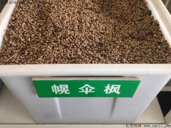 幌伞枫种子图片