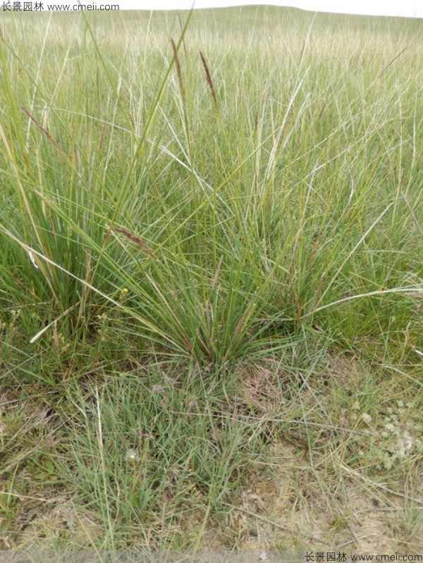 芨芨草种子发芽出苗图片