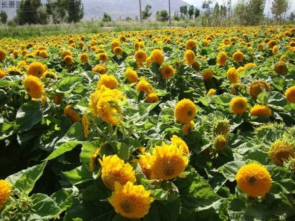 黄色观赏向日葵图片