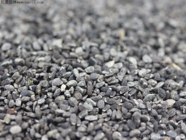 留兰香薄荷种子图片