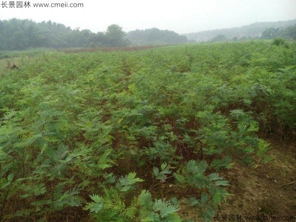 金合欢种子发芽出苗图片