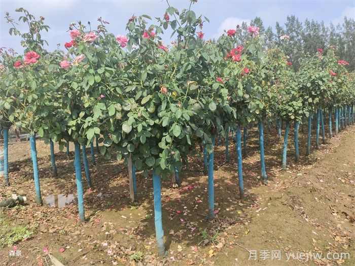 秋季树木移栽需要重点做好的几点(图1)