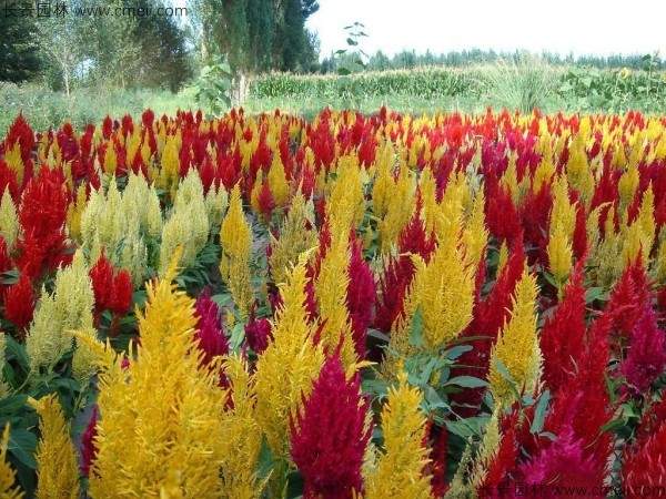 凤尾鸡冠花图片