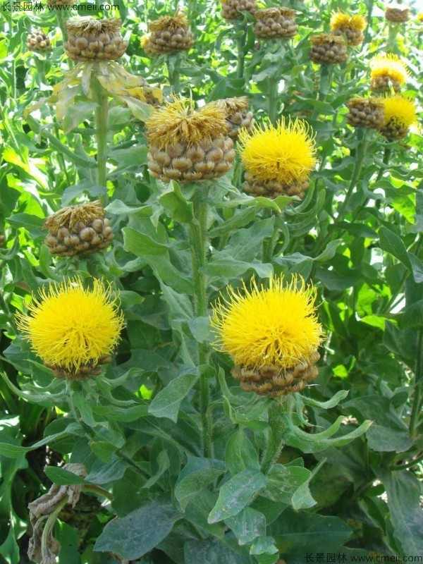 黄色矢车菊图片