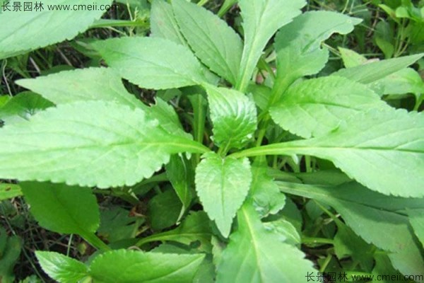 败酱草种子发芽出苗图片