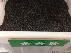 金合欢种子
