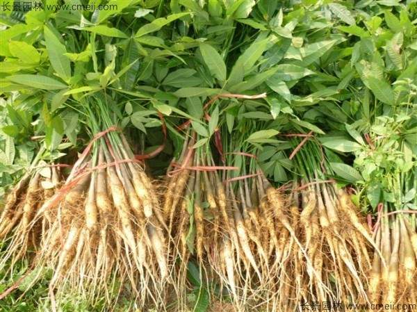 幌伞枫种子发芽出苗图片