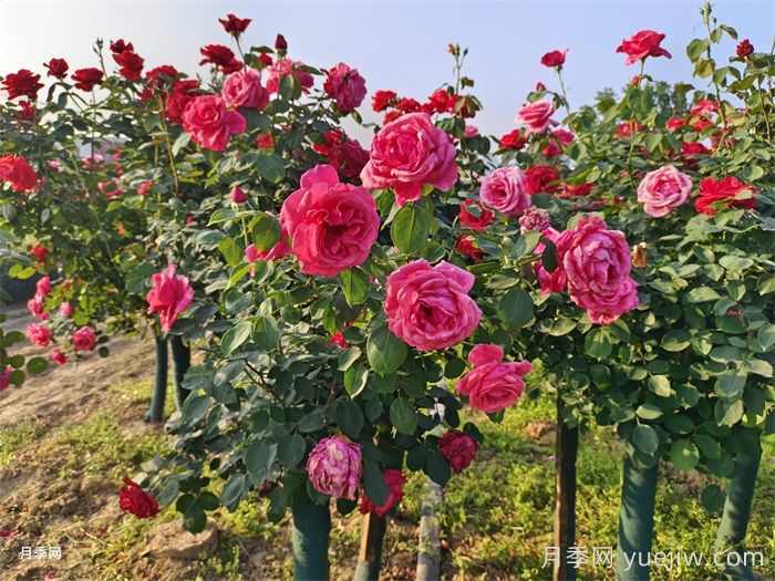 安徽肥西创新推进花木产业转型升级(图1)