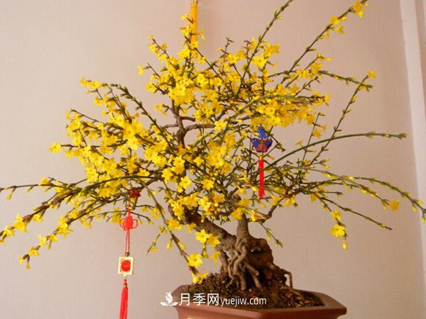 掌握养护腊梅的方法，成为受欢迎的年宵花(图1)