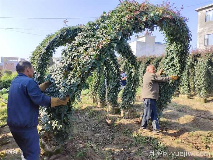 苗木价格怎么估算？看完定价八九不离十(图3)
