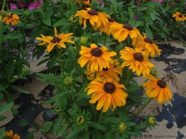 黑心菊种子发芽出苗开花图片