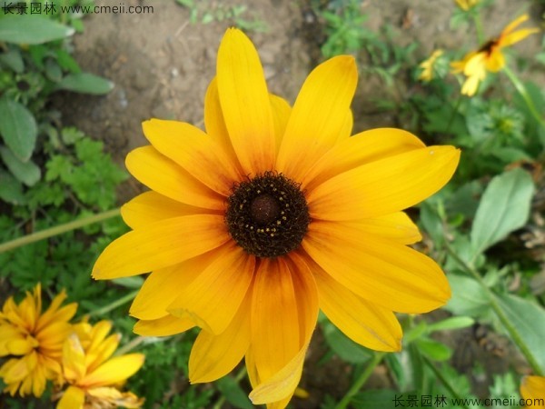 黑心菊种子发芽出苗开花图片