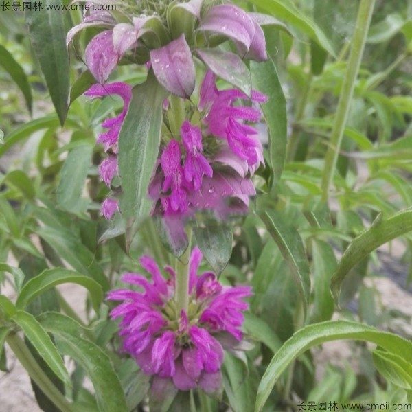 美国薄荷种子发芽出苗开花图片