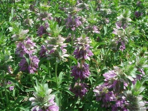 美国薄荷种子发芽出苗开花图片