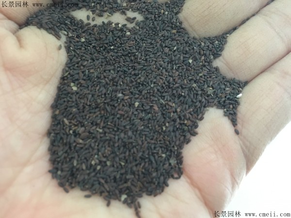 美国薄荷种子图片