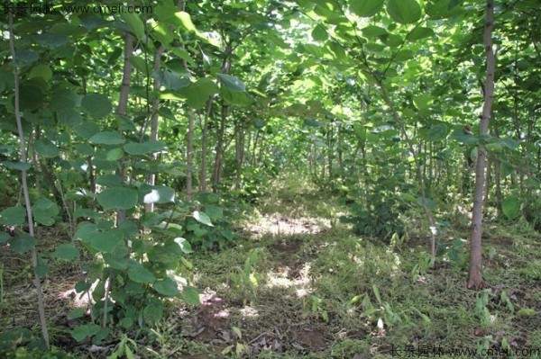 巨紫荆种子发芽出苗开花图片