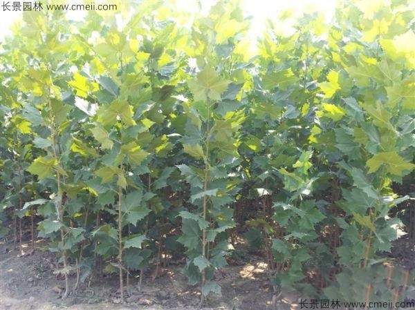 法桐种子发芽出苗图片