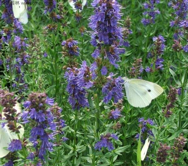美国薄荷种子发芽出苗开花图片