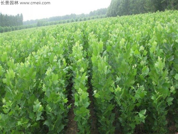 法桐种子发芽出苗图片