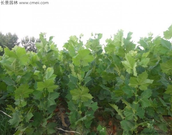 法桐种子发芽出苗图片