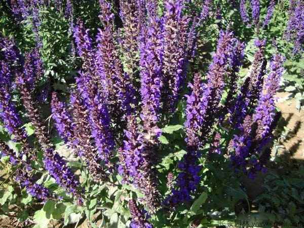 美国薄荷种子发芽出苗开花图片