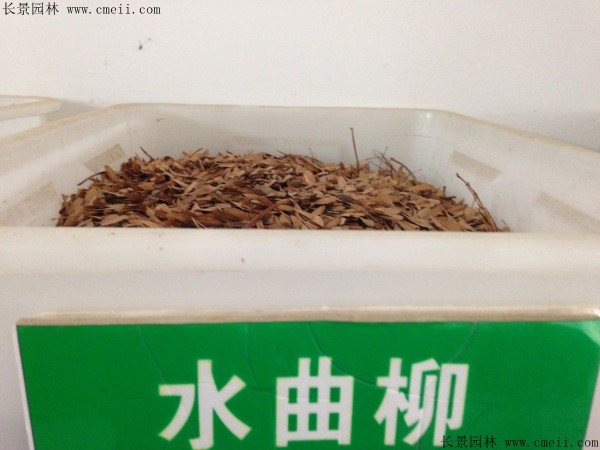 水曲柳种子图片