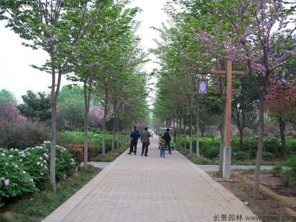 巨紫荆种子发芽出苗开花图片