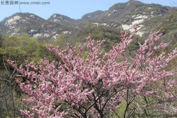 巨紫荆种子发芽出苗开花图片