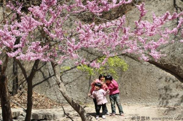 巨紫荆种子发芽出苗开花图片