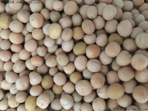 香豌豆种子图片