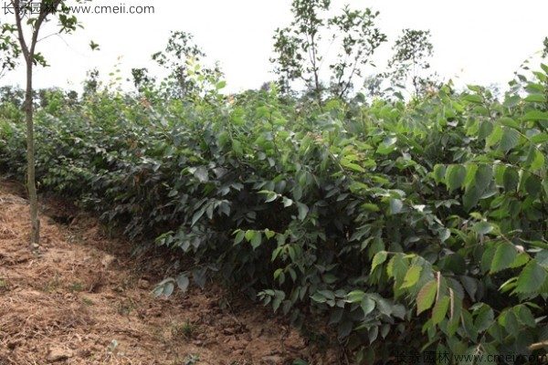 榉树种子发芽出苗图片