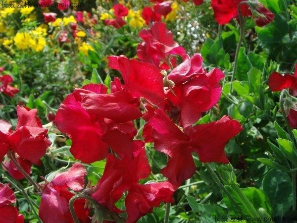 香豌豆种子发芽出苗开花图片