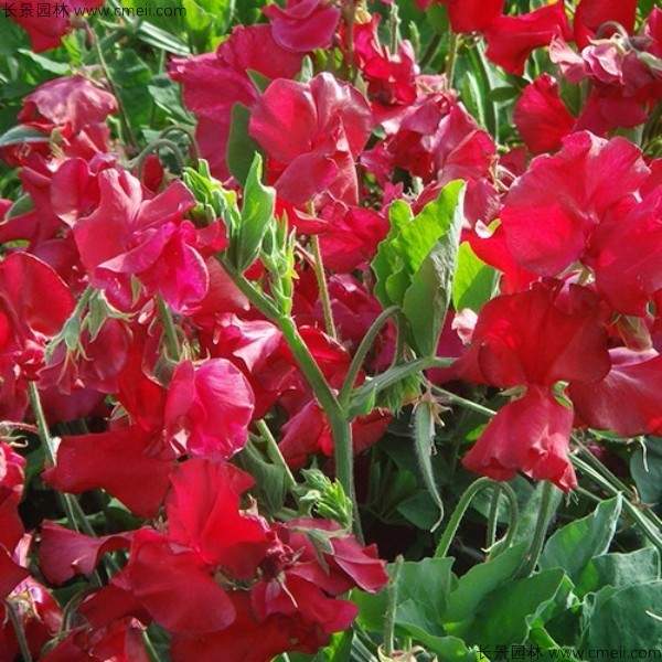 香豌豆种子发芽出苗开花图片