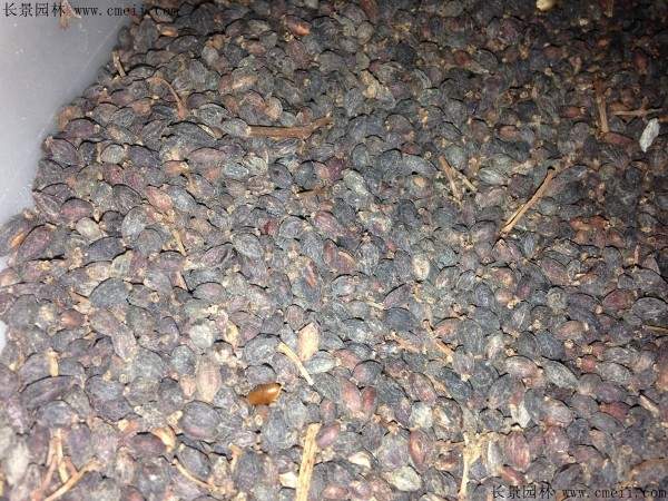 法国冬青种子图片