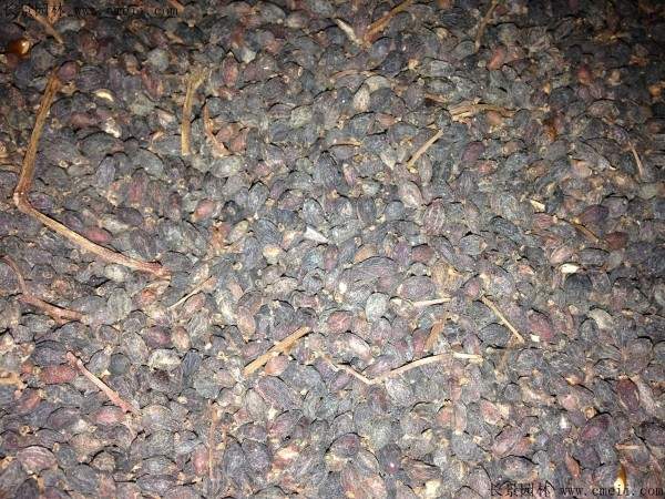 法国冬青种子图片