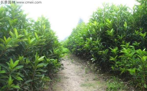 法国冬青种子发芽出苗图片