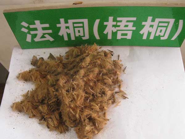 法桐种子图片