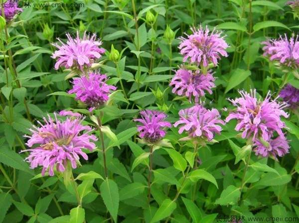 美国薄荷种子发芽出苗开花图片