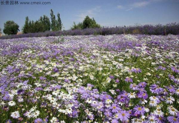 五色菊种子发芽出苗开花图片