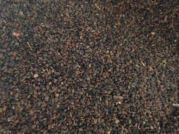 香花槐种子图片