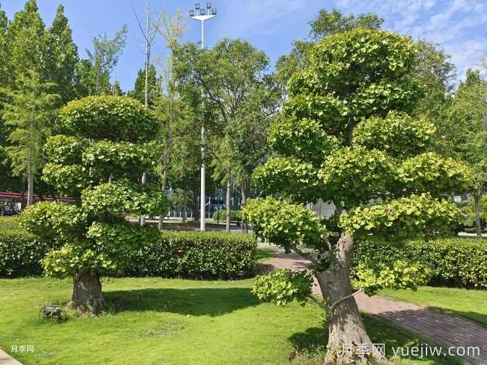 城市里适合种哪些树木？(图3)