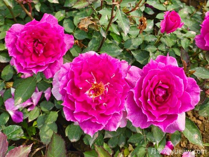 月季花的传说：爱情、财运与好运的交织(图1)