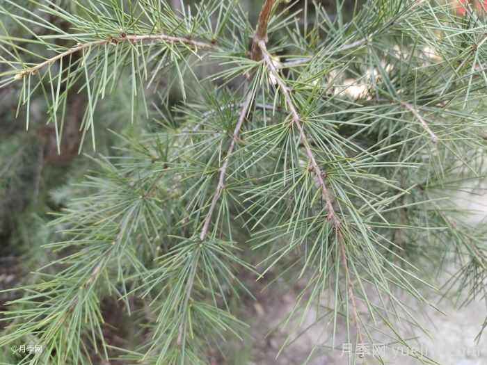 雪松是松树的一种吗？(图1)