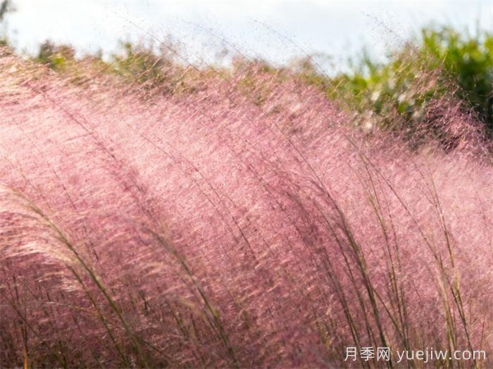 粉黛乱子草，秋日浪漫的粉红佳人(图1)