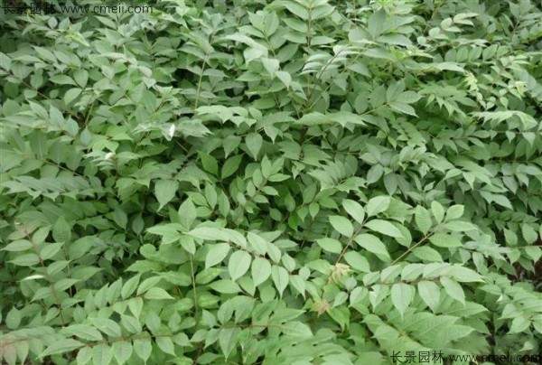 黄柏种子发芽出苗图片