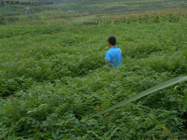 黄柏种子发芽出苗图片