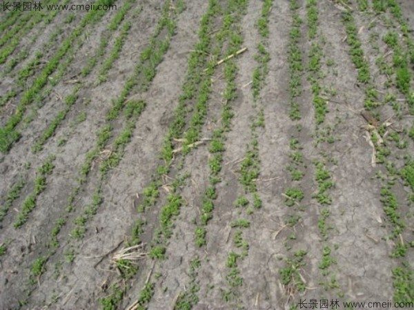 黄金亚麻种子发芽出苗开花图片